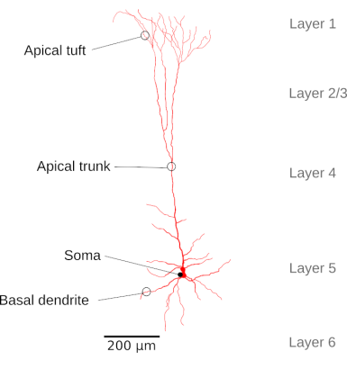 L5 neuron
